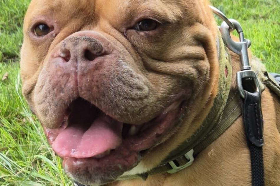 Tier der Woche aus Hilden: Treuer Bulldoggen-Mischling Henk sucht neues Zuhause