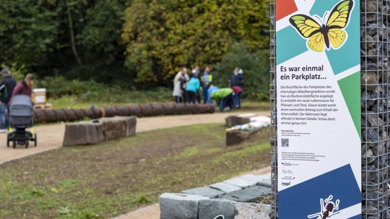 Neue Grünfläche in Mönchengladbach: Vom Parkplatz zum Naturparadies am Bökelberg