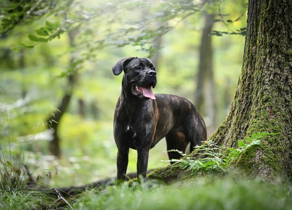 25 abgemagerte Hunde: „Der schlimmste Fall, den ich je gesehen habe“