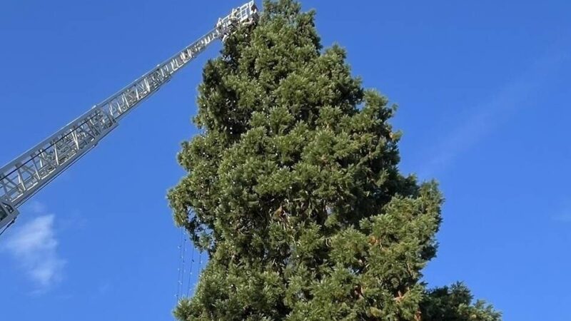 Adventszeit in Wermelskirchen: Der Naturweihnachtsbaum hat sein Lichterkleid