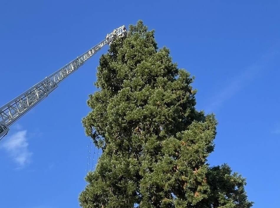 Adventszeit in Wermelskirchen: Der Naturweihnachtsbaum hat sein Lichterkleid