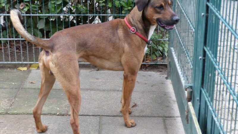 Tier der Woche in Nettetal: Bei Bär ist Hundeerfahrung gefragt