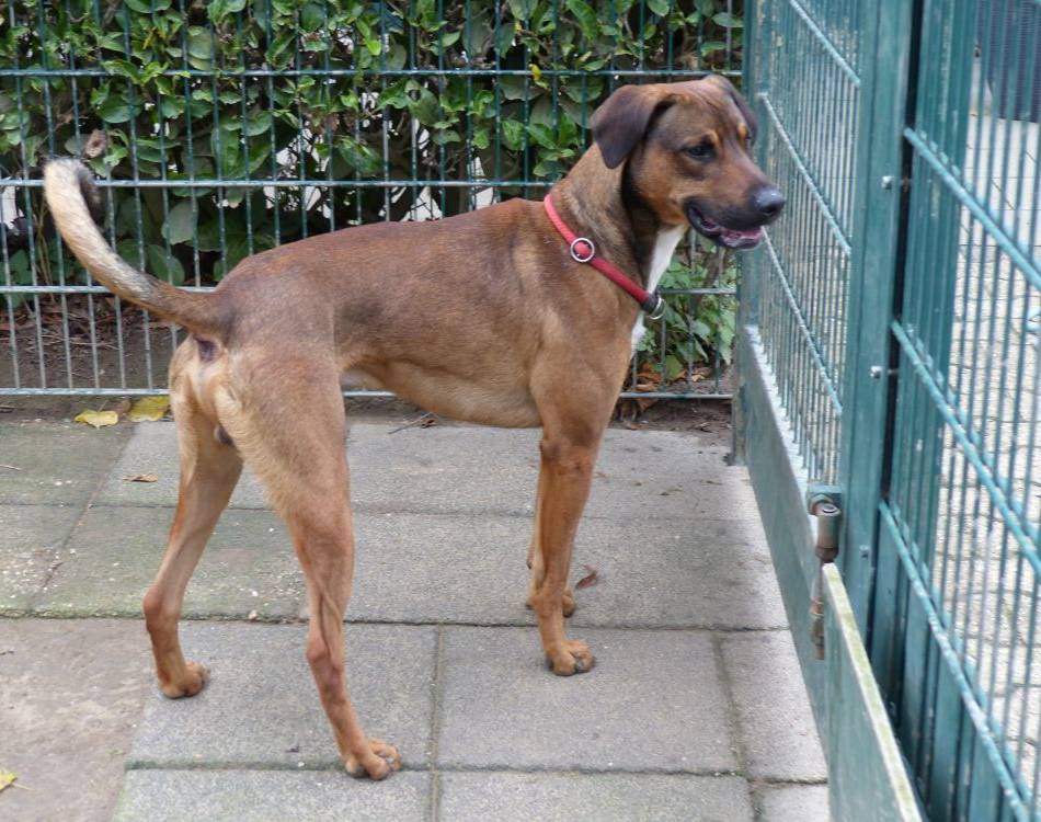 Tier der Woche in Nettetal: Bei Bär ist Hundeerfahrung gefragt