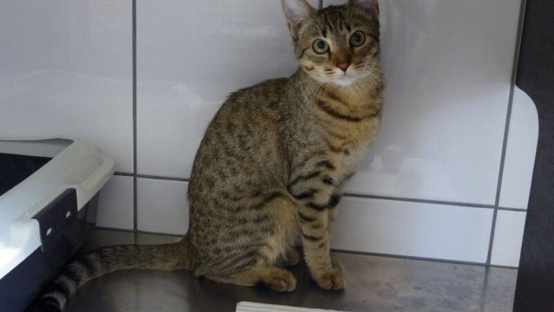 Tier der Woche aus Nettetal: Eine vorwitzige Einzelprinzessin