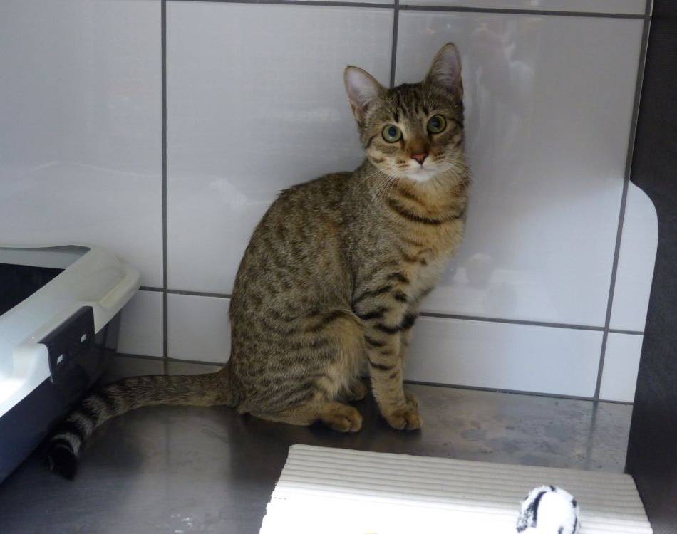 Tier der Woche aus Nettetal: Eine vorwitzige Einzelprinzessin