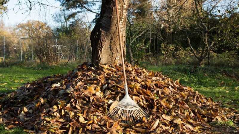 Tipps von Experten im Rhein-Kreis Neuss: So wird der Garten im Winter tierfreundlich