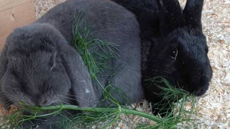 Tiere der Woche aus Hilden: Princess & Hannes – Kaninchen mit Freiheitsdrang