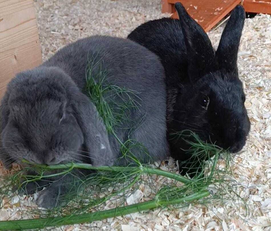 Tiere der Woche aus Hilden: Princess & Hannes – Kaninchen mit Freiheitsdrang