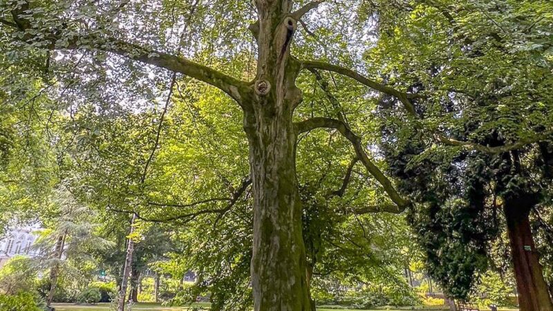 Historische Rotbuche im Forstgarten: 200 Jahre alter Baum muss in Kleve gefällt werden