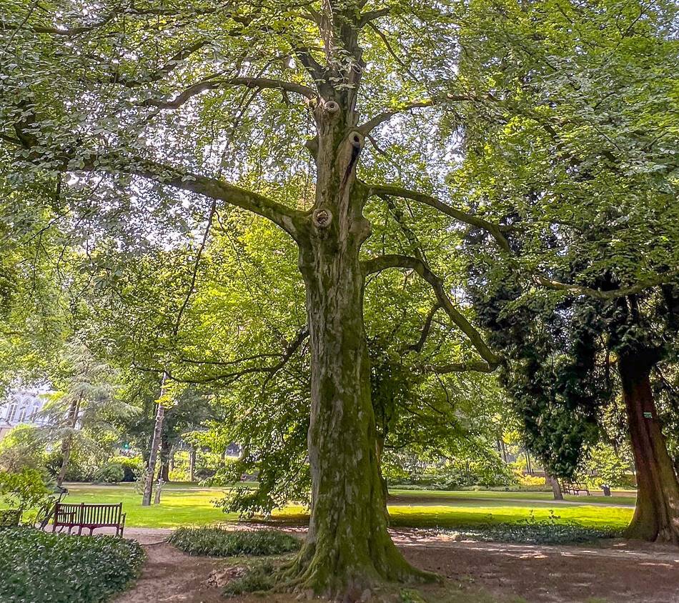 Historische Rotbuche im Forstgarten: 200 Jahre alter Baum muss in Kleve gefällt werden
