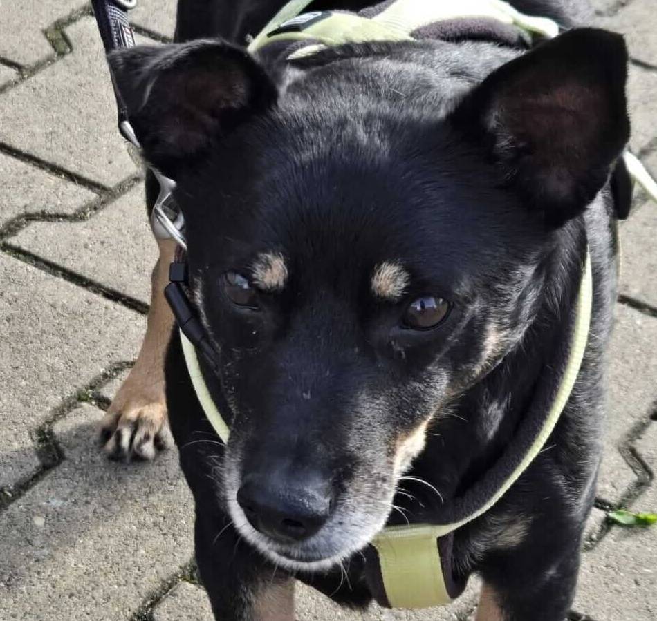 Tierischer Notfall in Düsseldorf: „Er versteht die Welt nicht mehr“ – Tierheim sucht Besitzer für blinden Bobby