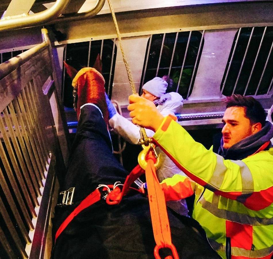 Tierhilfe aus Rommerskirchen: Meik Meier rettet Pferde mit einzigartigem Fahrzeug