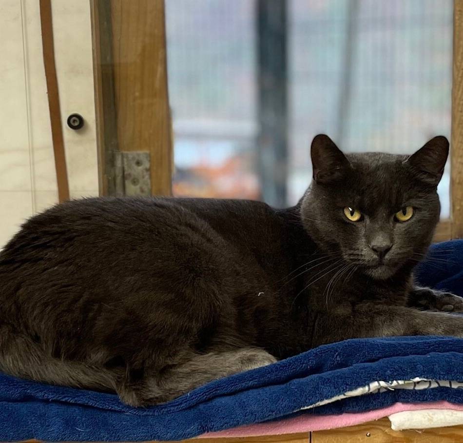 Tier der Woche in Wermelskirchen: Prinz „Legolas“ mag es ruhig und verschmust