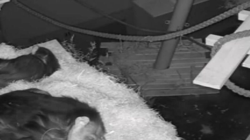 Erfolgreiche Zusammenführung im Krefelder Zoo: Schimpansen Yumma, Bally und Limbo bilden jetzt ein Trio