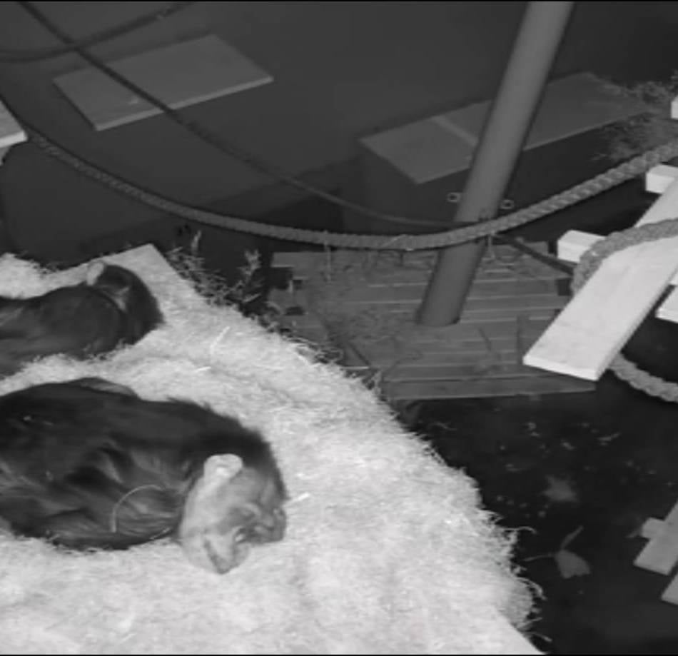 Erfolgreiche Zusammenführung im Krefelder Zoo: Schimpansen Yumma, Bally und Limbo bilden jetzt ein Trio