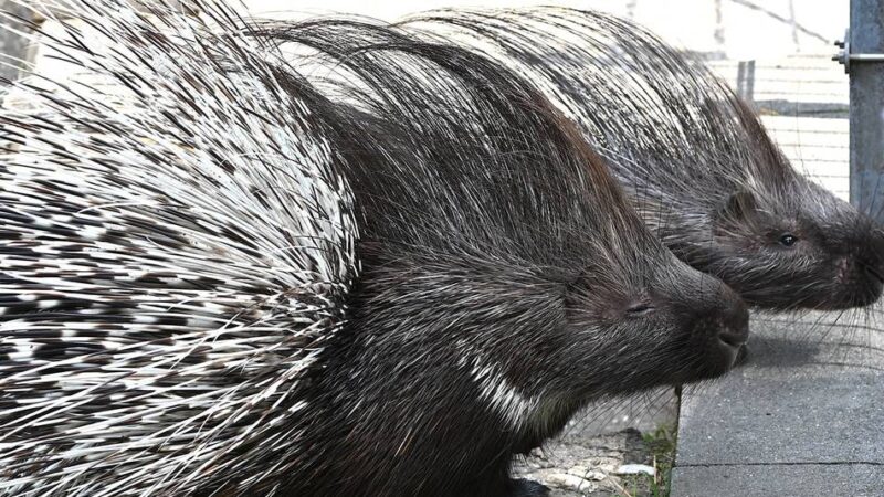 Crowdfunding in Kleve: Tiergarten sammelt Spenden für neue Stachelschwein-Anlage