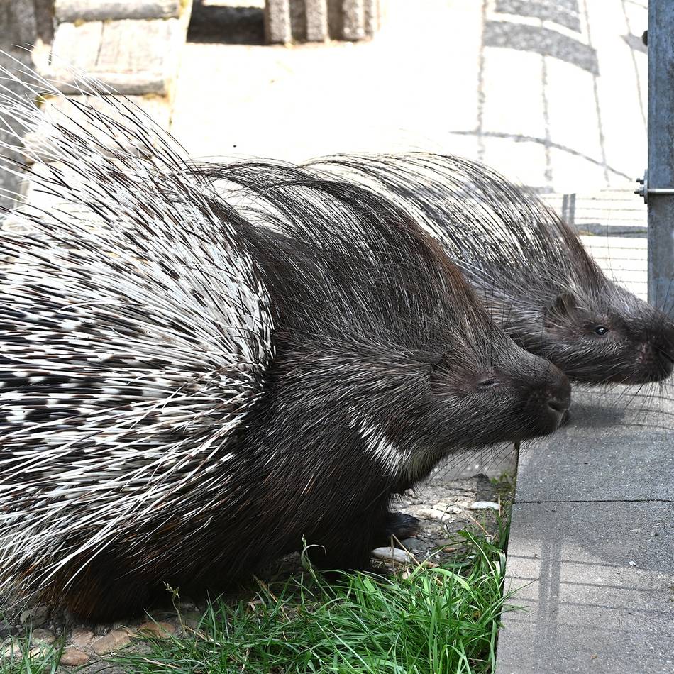 Crowdfunding in Kleve: Tiergarten sammelt Spenden für neue Stachelschwein-Anlage