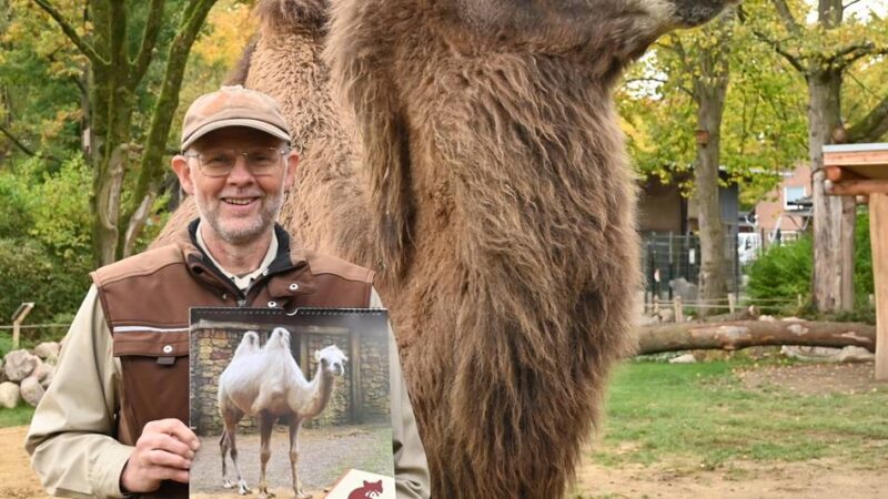 Fotos von Weißkopfseeadler, Trampeltieren und mehr: Kalender zeigt die schönsten Motive aus dem Tiergarten Kleve