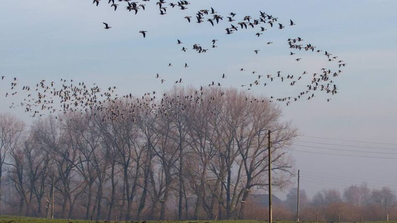 Radtouren, Spaziergänge, Safaris: Mit dem Nabu den Wildgänsen im Kreis Kleve auf der Spur