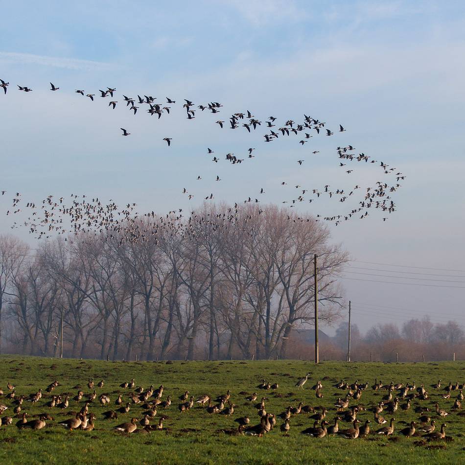 Radtouren, Spaziergänge, Safaris: Mit dem Nabu den Wildgänsen im Kreis Kleve auf der Spur