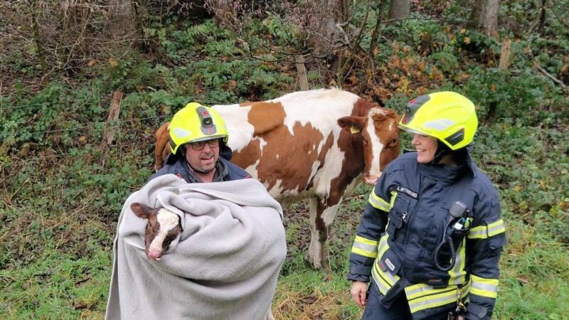 Einsatz im Radevormwalder Norden: Feuerwehr befreit Kalb aus einem Bachlauf