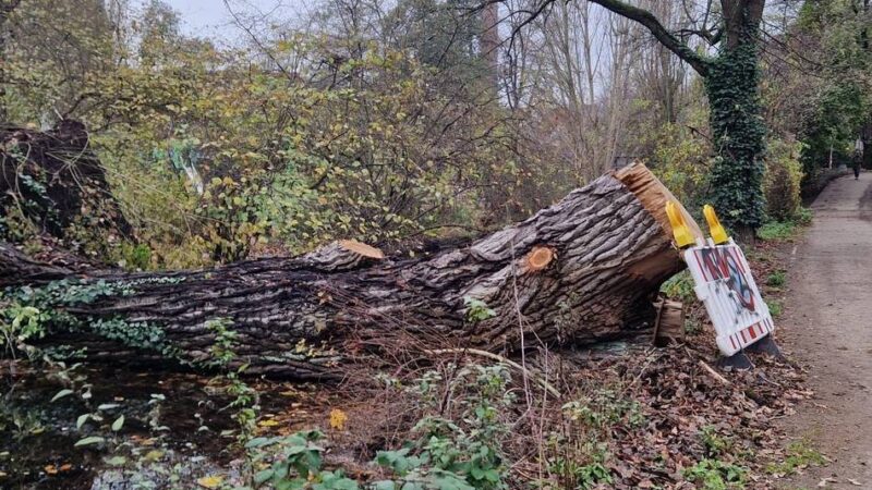 Unwetterschäden in Düsseldorf: Baum in der Düssel soll bald entsorgt werden
