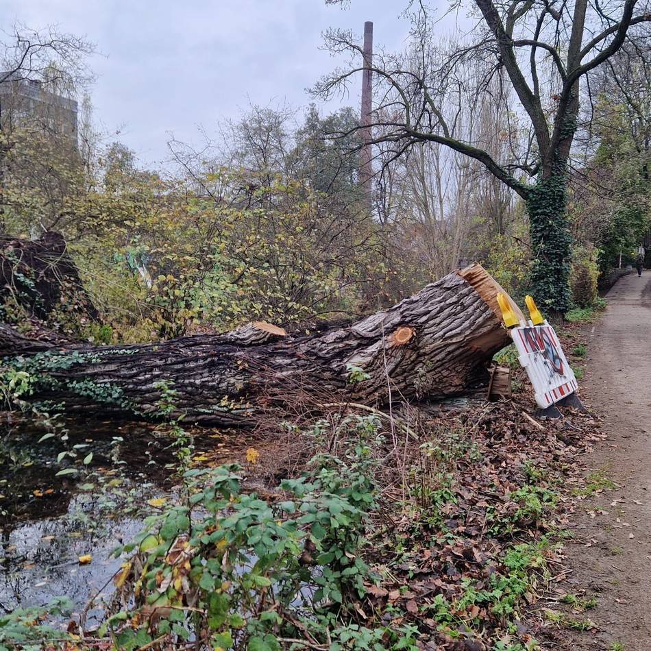 Unwetterschäden in Düsseldorf: Baum in der Düssel soll bald entsorgt werden