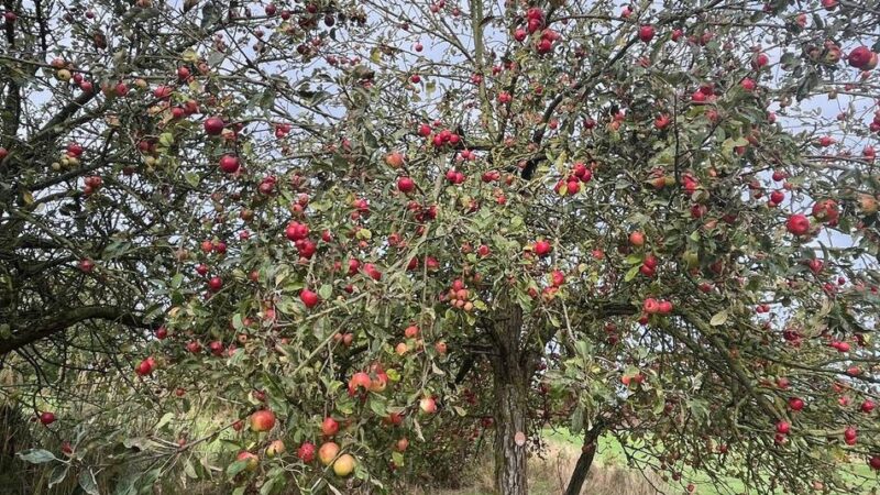 Rittergut Birkhof in Korschenbroich: Kinder aus Wohngruppen ernten 200 Kilogramm Äpfel