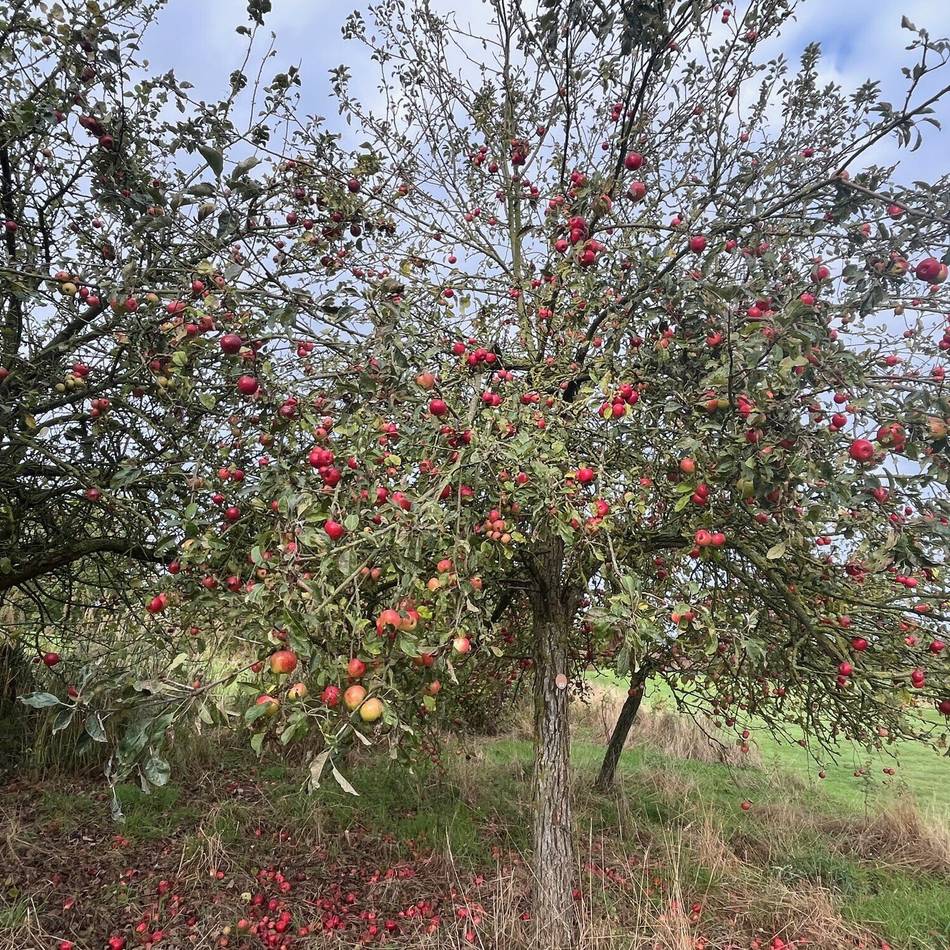 Rittergut Birkhof in Korschenbroich: Kinder aus Wohngruppen ernten 200 Kilogramm Äpfel