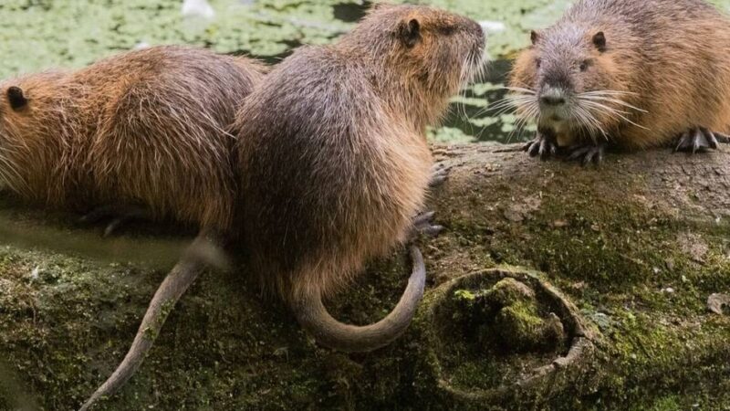 Nagetiere unterhöhlen Wege: „Schwanzprämie“ gegen Nutria-Plage im Kreis Viersen