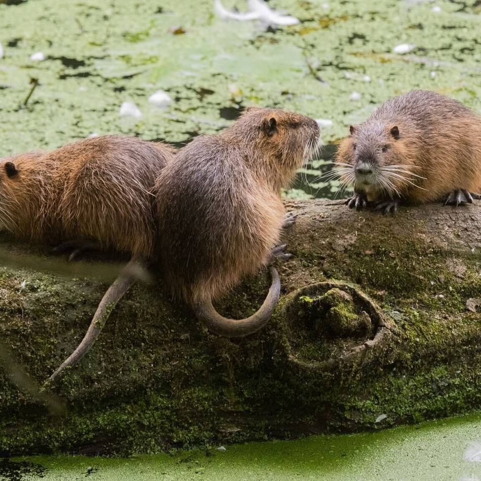Nagetiere unterhöhlen Wege: „Schwanzprämie“ gegen Nutria-Plage im Kreis Viersen