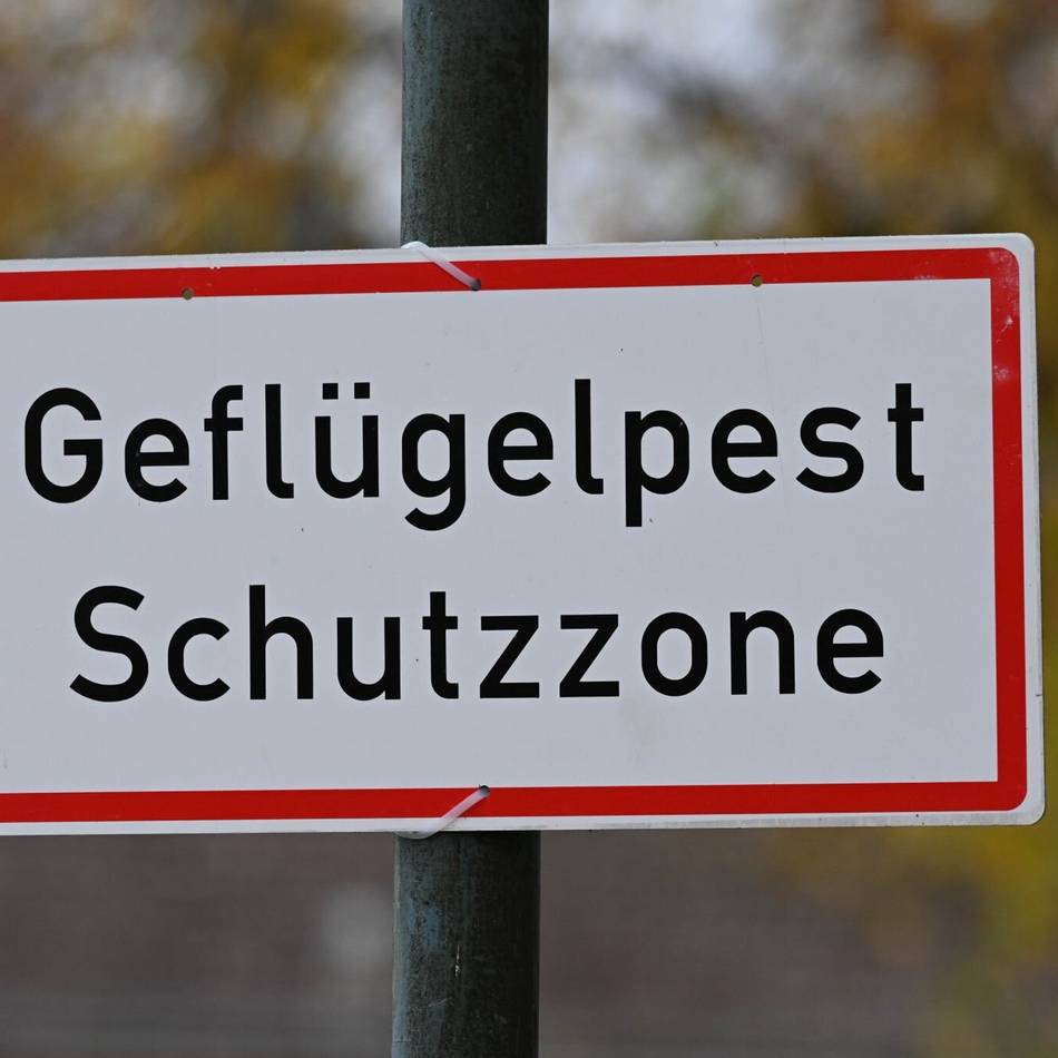 Nach Fall in Kamp Lintfort: Schutzzone für Gefügelpest – strenge Vorgaben jetzt auch im Südkreis von Kleve