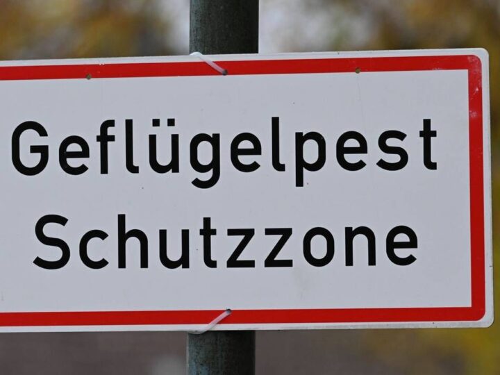 Geflügelpest im Kreis Wesel bestätigt: „Das wahllose Abschlachten wäre ein Totalausfall“