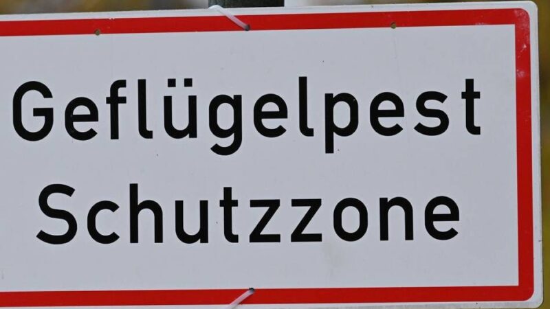 Geflügelpest im Kreis Wesel bestätigt: „Das wahllose Abschlachten wäre ein Totalausfall“