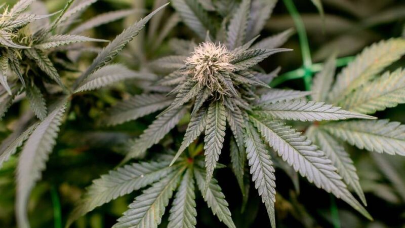 Durchsuchungen in Wassenberg, Neuss & Duisburg: Polizeibeamte entdecken Cannabis-Plantage in Dinslaken
