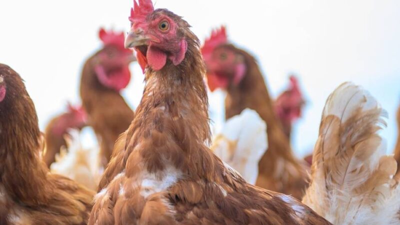 Veterinäramt im Rhein-Kreis Neuss: Kreis gibt Tipps zur Vorbeugung von Vogelgrippe