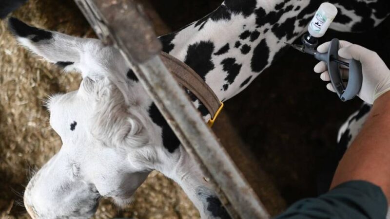 Einschränkungen im Rheinisch-Bergischen Kreis: Blauzungenvirus – die Auswirkungen auf die Region