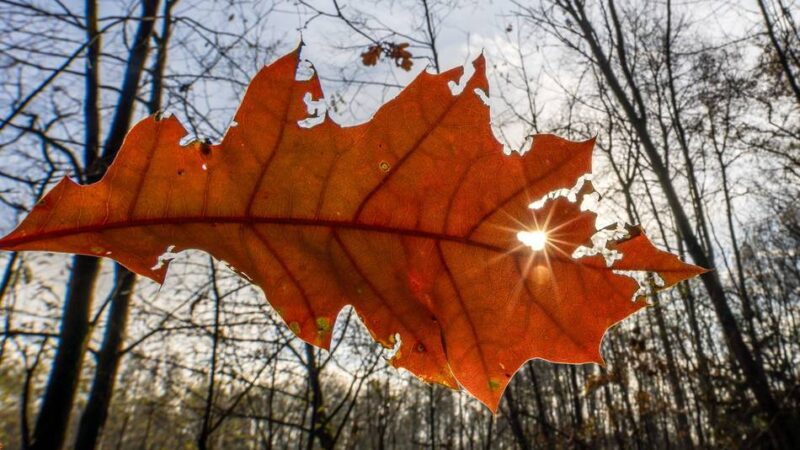 Arbeiten in Moers: Waldgebiete werden durchforstet