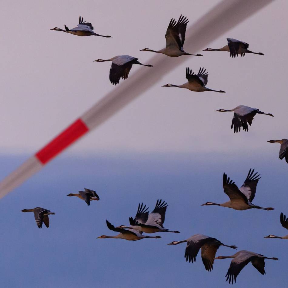 Geflügelpest im Kreis Wesel: Neuer Verdachtsfall in Kamp-Lintfort – Virus breitet sich rasant aus
