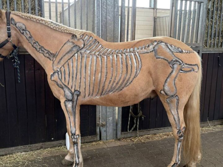 Veranstaltungen für Mensch und Tier: Start in die Wintersaison auf dem Jägerhof