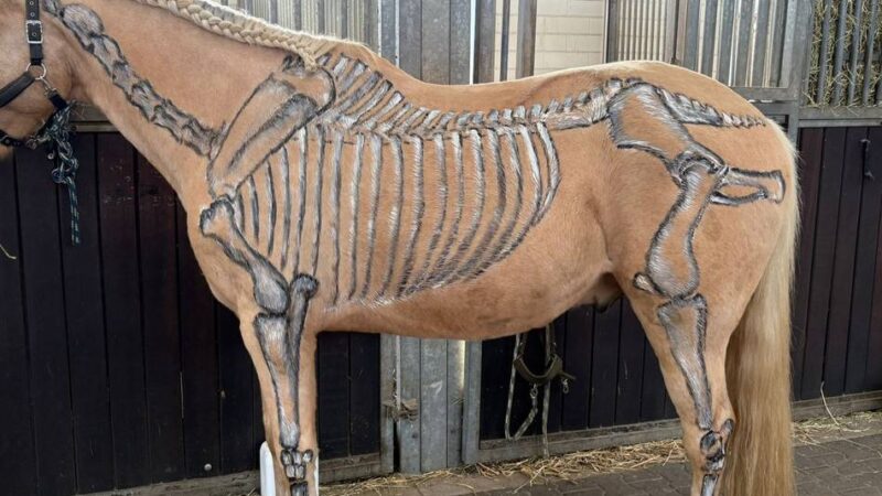 Veranstaltungen für Mensch und Tier: Start in die Wintersaison auf dem Jägerhof