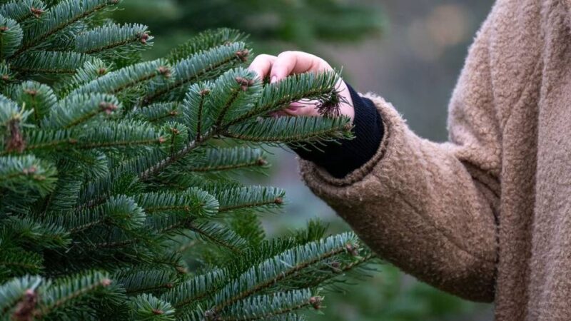 In Niederkrüchten, Brüggen und Schwalmtal: Messdiener liefern Weihnachtsbäume ins Haus