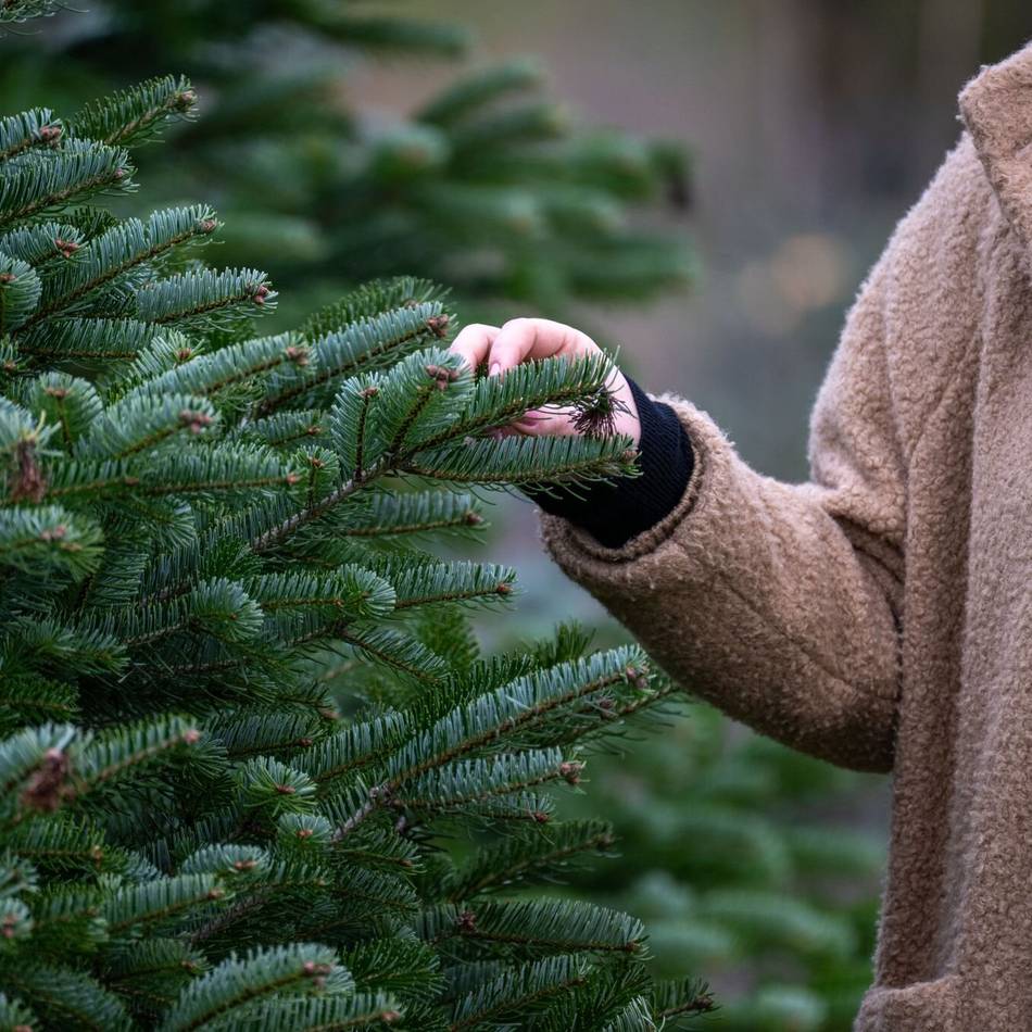 In Niederkrüchten, Brüggen und Schwalmtal: Messdiener liefern Weihnachtsbäume ins Haus