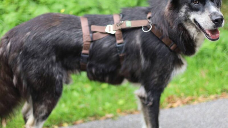 „Tier der Woche“ aus Wermelskirchen: Ein Herzensbrecher ist noch immer auf Heimatsuche