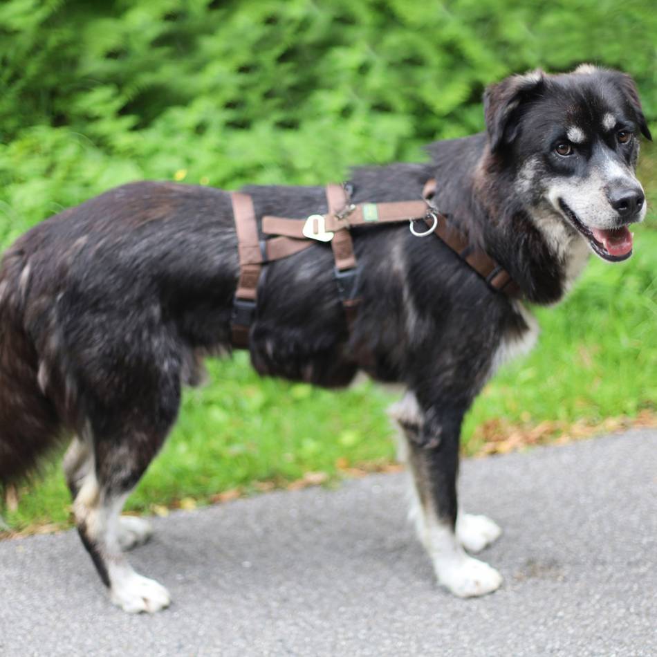 „Tier der Woche“ aus Wermelskirchen: Ein Herzensbrecher ist noch immer auf Heimatsuche