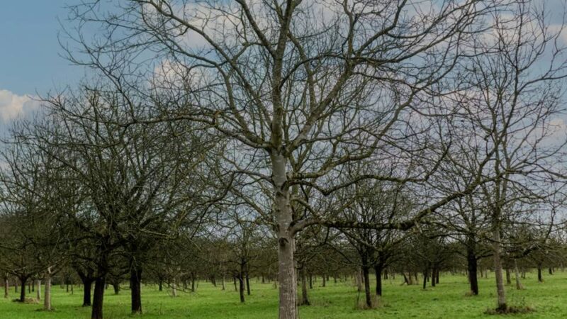 Entdeckung bei der Apfelernte: Mann findet Leiche in Meerbuscher Streuobstwiese