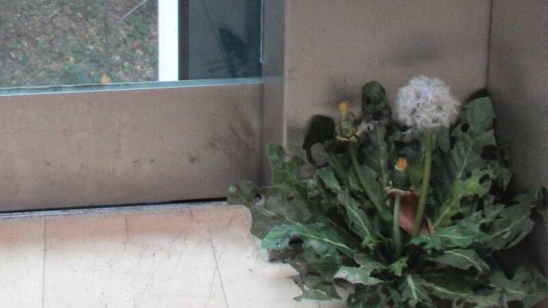 Kunstwerk zwischen Sein und Schein: Der Löwenzahn, der im Klever Museum Aufzug fährt