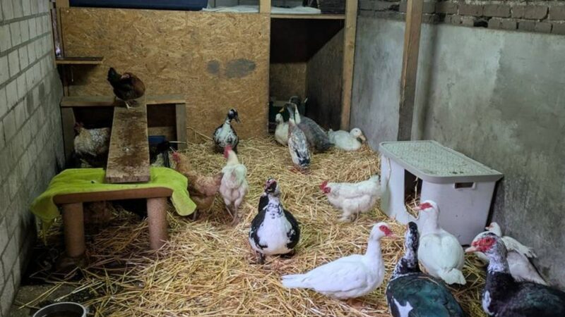 Ungewöhnliche Aktion auf dem Gnadenhof Weeze: Zum Schutz vor Vogelgrippe – Geflügel kommt in die Pferdeboxen