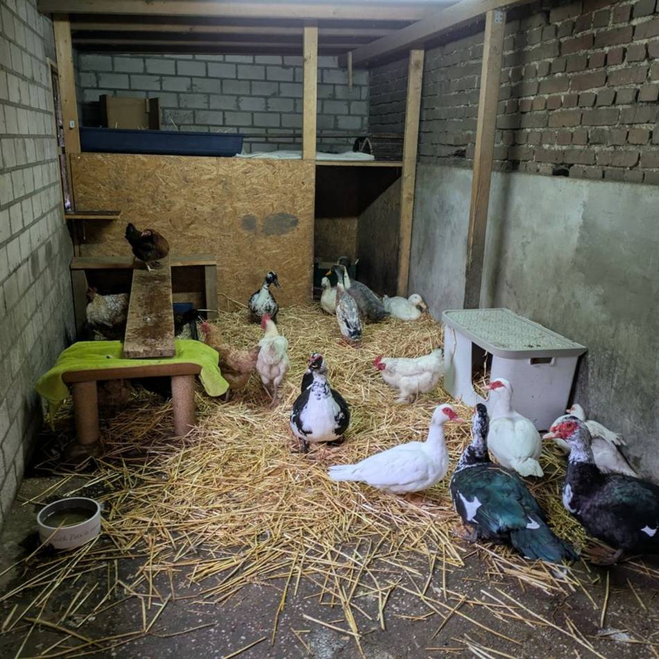 Ungewöhnliche Aktion auf dem Gnadenhof Weeze: Zum Schutz vor Vogelgrippe – Geflügel kommt in die Pferdeboxen