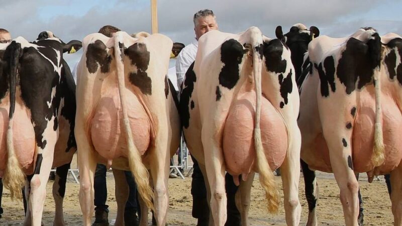 Auch Hückeswagener Tiere holen Preise: Die schönsten Braunviehkühe kommen aus Oberberg